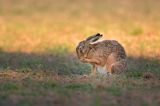 Zając szarak, Lepus europaeus