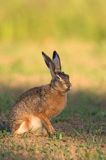 Zając szarak, Lepus europaeus