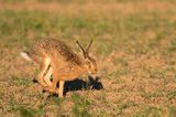 Zając szarak, Lepus europaeus