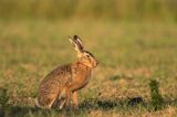 Zając szarak, Lepus europaeus