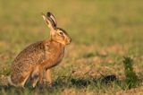 Zając szarak, Lepus europaeus