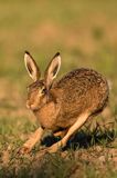 Zając szarak, Lepus europaeus