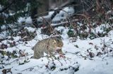 żbik europejski, Felis silvestris silvestris, Bieszczady