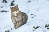 żbik europejski, Felis silvestris silvestris, Bieszczady