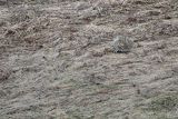 Żbik europejski, Felis silvestris silvestris, Bieszczady