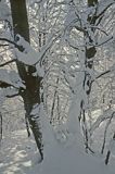 Pnie drzew w zimowej szacie