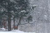 Pada śnieg