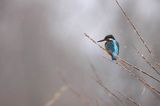 Zimorodek zwyczajny, Alcedo atthis