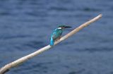 zimorodek, Alcedo atthis