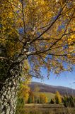 Widok na Caryńską spod Rawek, Bieszczady
