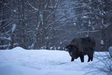 Żubr, Bison bonasus, Bieszczady