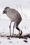 żuraw Grus grus na śniegu
