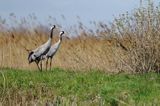 Żuraw zwyczajny, żuraw, żuraw popielaty, żuraw szary, Grus grus, para