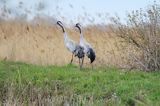 Żuraw zwyczajny, żuraw, żuraw popielaty, żuraw szary, Grus grus, para