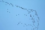 Żuraw zwyczajny, żuraw, żuraw popielaty, żuraw szary, Grus grus, lrecące klucze