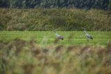Żurawie, Grus grus