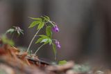 Żywiec gruczołowaty, Cardamine glanduligera