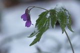 Żywiec gruczołowaty, Cardamine glanduligera