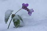Żywiec gruczołowaty, Cardamine glanduligera