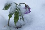 Żywiec gruczołowaty, Cardamine glanduligera