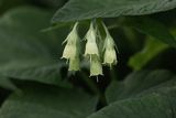 Żywokost sercowaty, Symphytum cordatum