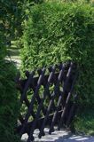 żywopłot tuja, thuja, żywotnik